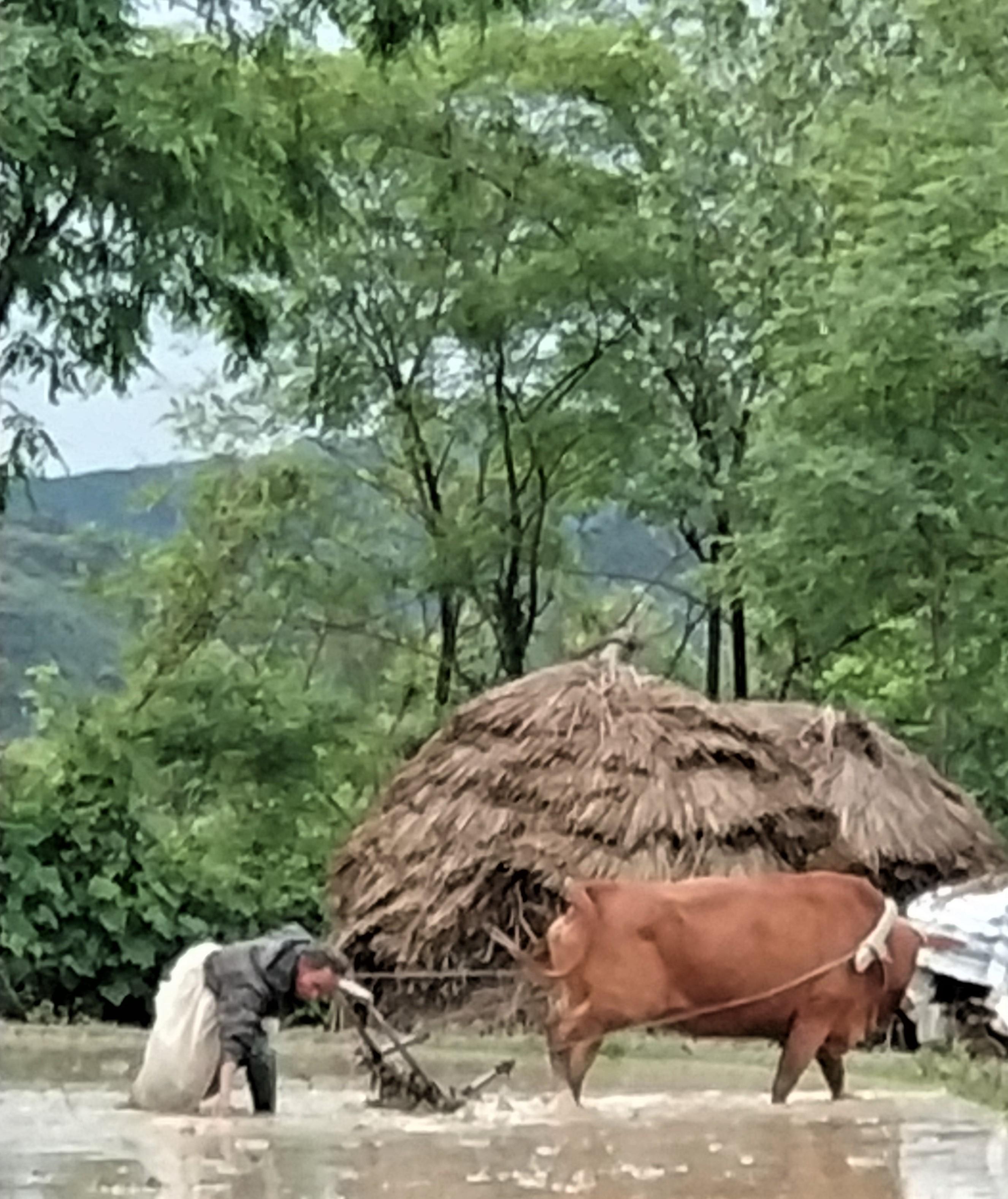 牛被吃的最新事件，一场生态与生存的较量