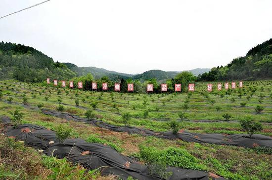 射洪市最新镇，发展与创新的前沿